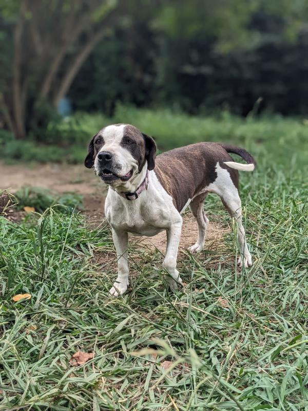 Lea, cagnolina 5 anni taglia media – dolce e in cerca di riscatt Foto 4